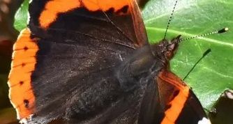 Schmetterling "Admiral"