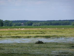 Vogelwelt in der Elbtalaue