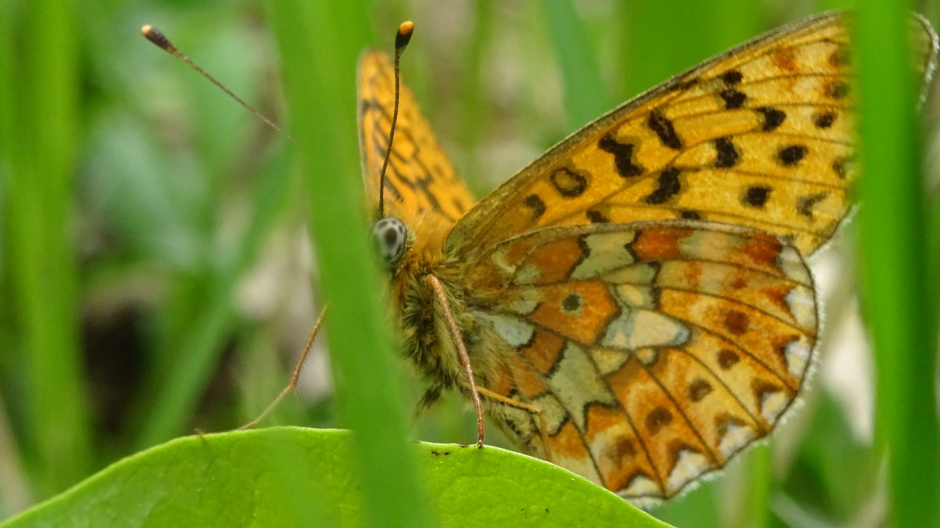 Foto eines Schmetterlings auf grüner Wiese